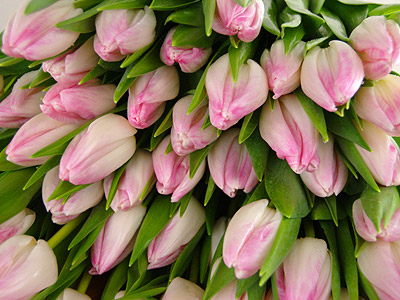 Clareflorist 20 Pink Tulips