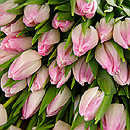 pink tulips
