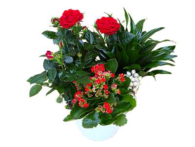 Clareflorist Planted Bowl