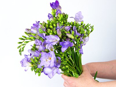 Full view of Scented freesia, a simple arrangement of fresh fragrant freesia flowers