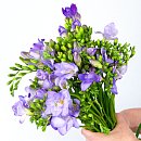 Full view of Scented freesia, a simple arrangement of fresh fragrant freesia flowers
