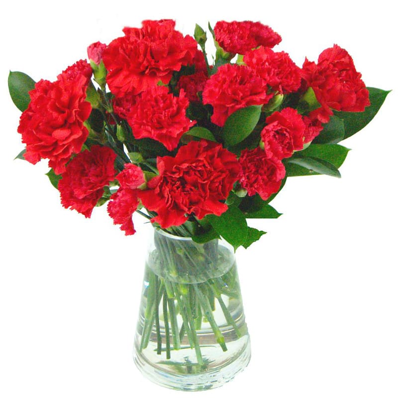 Red Carnations - UK flower delivery by Clare Florist.
