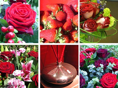 Picture of Red Flower Collection
