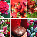 Red Flower Collection