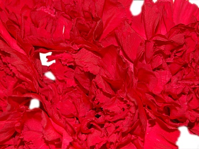 Red Carnations