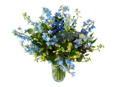 Delphinium Rhapsody