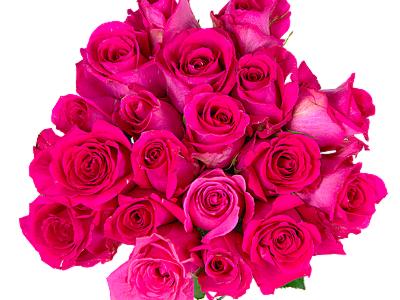 12 Cerise Roses