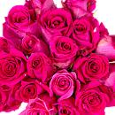 12 Cerise Roses