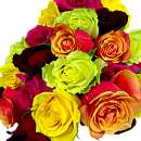 20 Mixed Roses. These sensational 20 Mixed Roses are quite simply stunning. 20 stems of the finest quality, crisp, fresh, colourful roses.