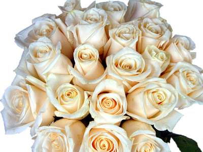 Clareflorist  20 White Roses