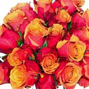 20 Orange Roses. These sensational 20 Orange Roses are quite simply stunning. 20 stems of the finest quality roses.