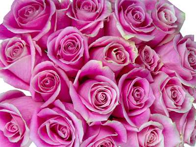 big pink roses pictures. flowers pictures roses pink.