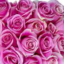 20 Pink Roses – fresh flowers for UK delivery by post – bouquets and arrangements from Clare Florist