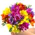 Close up view of Scented freesia, a simple arrangement of fresh fragrant freesia flowers.