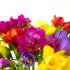 Close up view of Scented freesia, a simple arrangement of fresh fragrant freesia flowers.