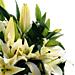Simply Lilies; premium quality, beautifully scented, fresh crisp white lilies. Simply Lilies; premium quality, beautifully scented, fresh crisp white lilies.