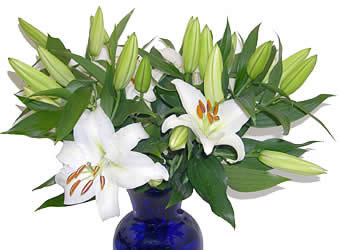 Lily Hand-tied