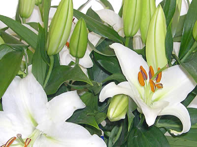 Simply Lilies