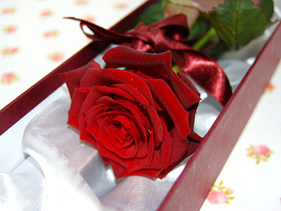 red rose flowers pictures. Single Red Rose