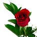 A single Best-Grade Rose in it's luxury presentation box, complete with a delicious box of Thorntons chocolates. A spectacular way to display your love!
