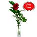 A single Best-Grade Rose in it's luxury presentation box. A single Best-Grade Rose in it's luxury presentation box.
