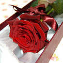 single red rose