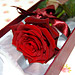A single Best-Grade Rose in it's luxury presentation box.
