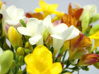 Freesia Flowers on Salut Kebonheur Des Freesias  Celles Ci