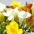 Scented Freesia