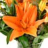Aziatic orange Tiger lilies, crisp fresh arriving in bud ready to place in your own vase. Aziatic orange Tiger lilies, crisp fresh arriving in bud ready to place in your own vase.
