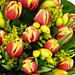 Tulip and Freesia Bouquet; A fabulous bouquet of Tulips, Freesia and Solidaster which will bring vibrant colour and a sweet fragrance to any home. Tulip and Freesia Bouquet; A fabulous bouquet of Tulips, Freesia and Solidaster which will bring vibrant colour and a sweet fragrance to any home.
