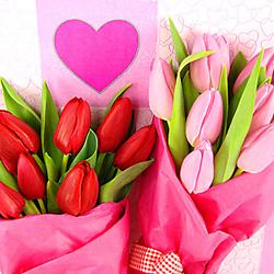 Valentine's Tulips - A box of twenty pink & red spring tulips, packed in layers of hot pink tissue with a pretty gingham bow.