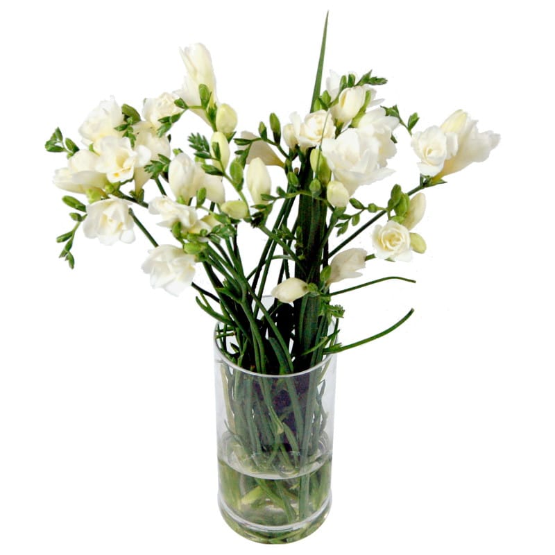 White Freesia