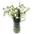 White Freesia – fresh flowers for UK delivery by post – bouquets and arrangements from Clare Florist