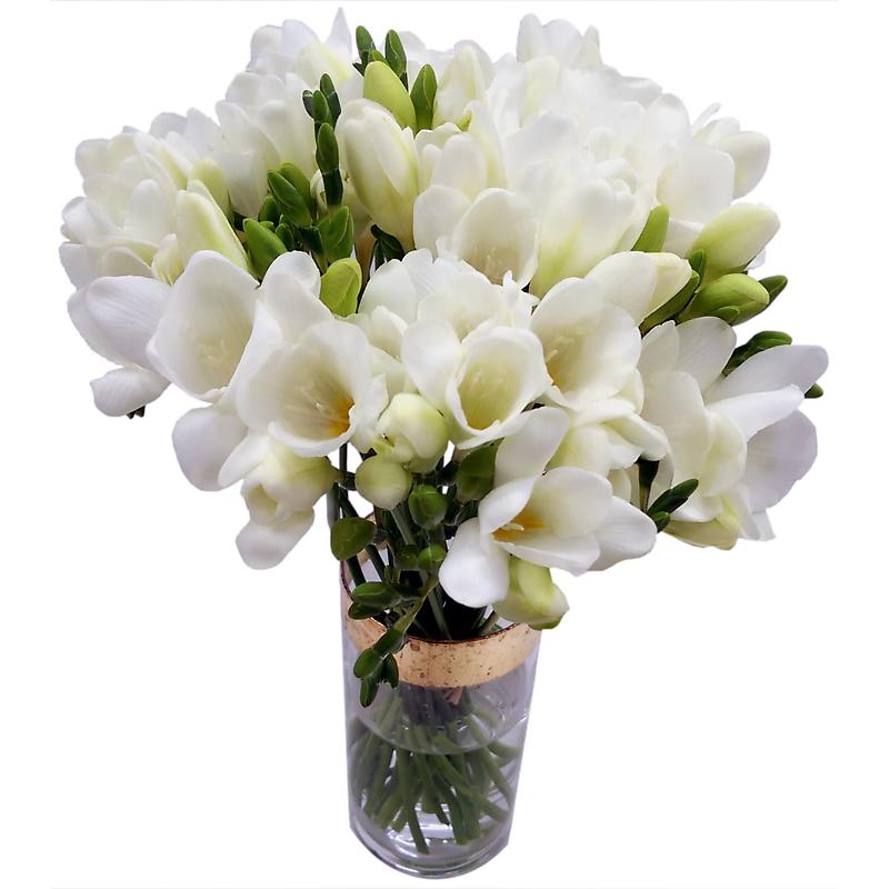 Picture of White Freesia