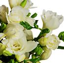 White Freesia