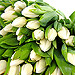 Delightfully simple, 20 White Tulips - Freshly picked and simply presented.