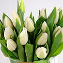 20 White Tulips