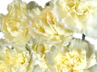 White Carnations