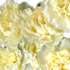 The White Carnations - Stunningly Simple, Fresh and Crisp!