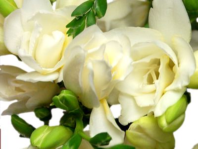 White Freesia