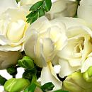 White Freesia