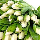 20 White Tulips