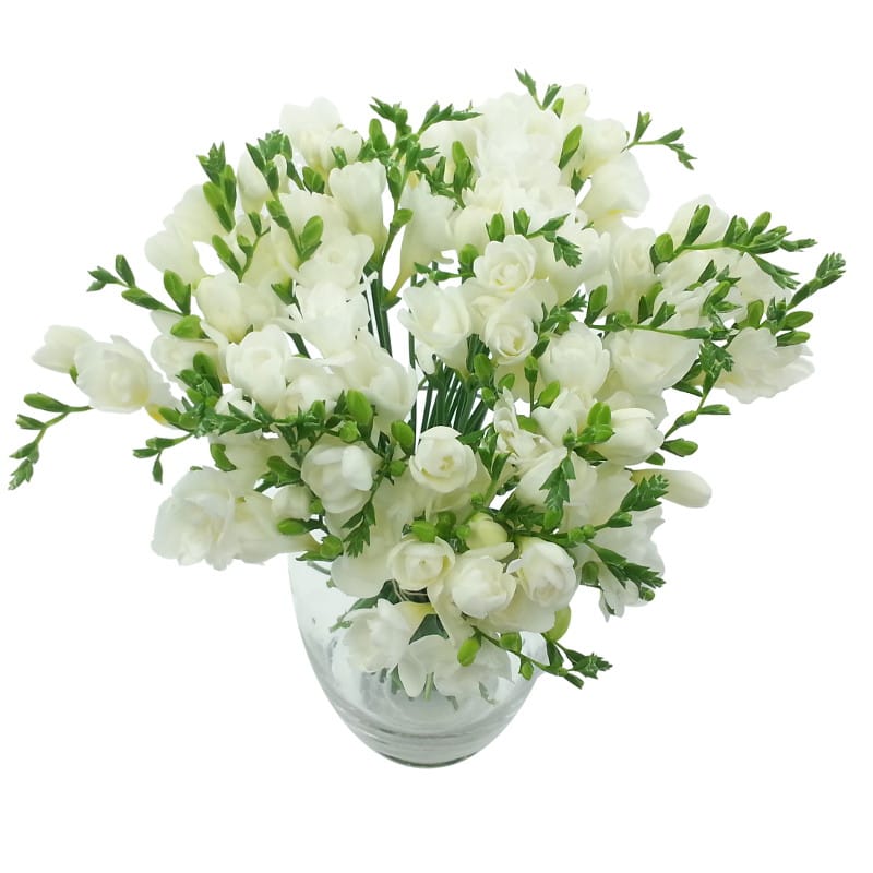 Picture of White Whispers Freesia Bouquet