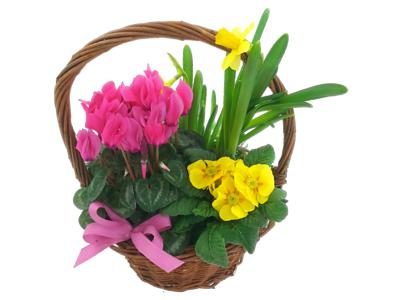 Colours of Spring Plant Basket