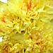 The Yellow Carnations, a sure way to brighten any day! The Yellow Carnations, a sure way to brighten any day!