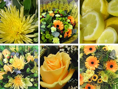 Picture of Yellow Flower Collection