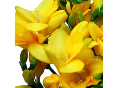 Yellow Freesia