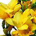 The Fabulously fresh and fragrant Yellow Freesia.