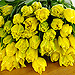 Bright and sunny, quite simply - Twenty stems of top quality, crisp sunny Yellow Tulips. Bright and sunny, quite simply - Twenty stems of top quality, crisp sunny Yellow Tulips.